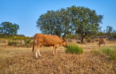 Cows grazing in the sunset of Extremadura, Spain