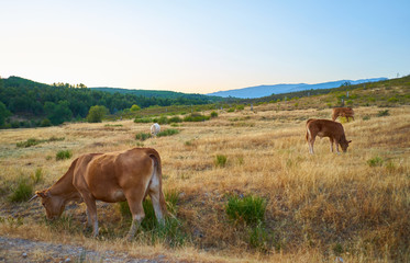 Obraz na płótnie Canvas Cows grazing in the sunset of Extremadura, Spain