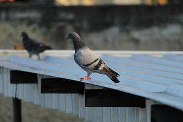 Pombo