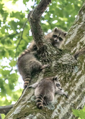 Raccoon Kits Three in a Tree