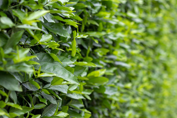 The background on the side of many leafy walls.