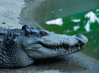 Large freshwater crocodile on a farm raised in Thailand