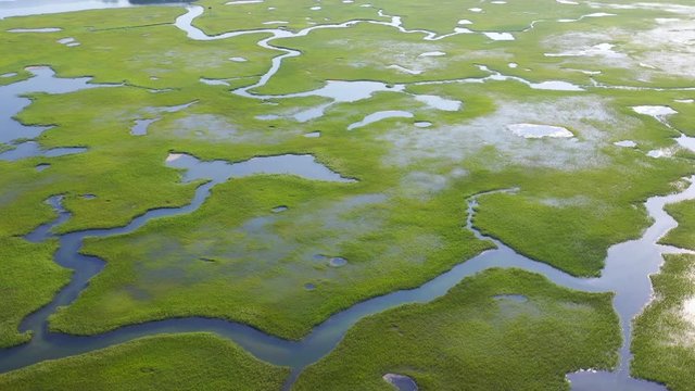 A large, healthy salt marsh grows in Pleasant Bay on Cape Cod, Massachusetts. This type of marine habitat serves as a nursery for fish and invertebrates and a feeding ground for many species of bird.
