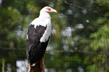 aigle à tête blanche de profil © amandine1992