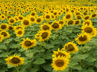 Fototapeta premium field of golden sunflowers