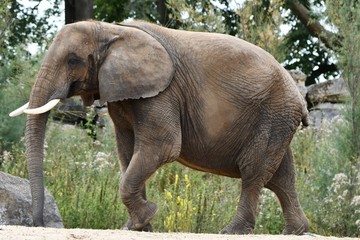 Fototapeta premium magnifique pachyderme qui marche en pleine nature