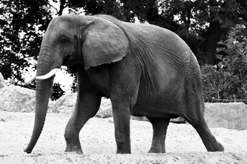 magnifique éléphant en noir et blanc