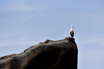 cigogne sur le haut d'un rocher, bord de falaise