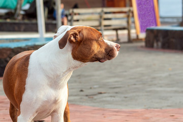 Beautiful brown and white dog looking attentively in an outdoor location