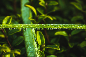 fresh morning dew drops on green grass, spring macro nature background, close up of water droplets on grass