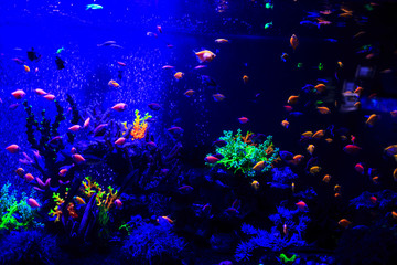 Naklejka na ściany i meble Underwater colorful fishes and marine life. Beautiful sea fishes captured on camera under the water under dark blue natural backdrop of the ocean or aquarium