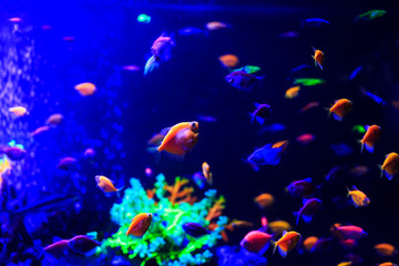 Underwater colorful fishes and marine life.  Beautiful sea fishes captured on camera under the water under dark blue natural backdrop of the ocean or aquarium