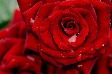 Red rose flower bud blooming in garden macro
