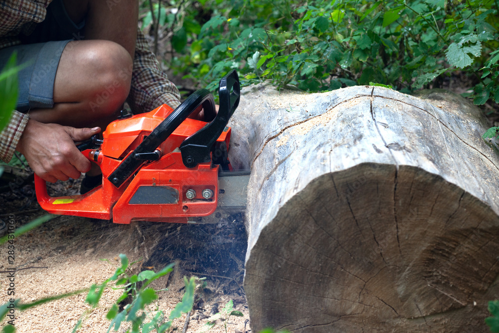 Canvas Prints guy cuts a chainsaw stump of a fallen tree