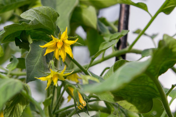 Flowers on tomato plants growing in a greenhouse close-up