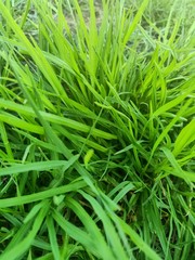 Fototapeta na wymiar grass with water drops of dew