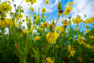 Fototapeta na wymiar Yellow flower garden green leaf against blue sky with cloud
