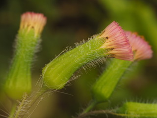 Macro of a Very Little Flower