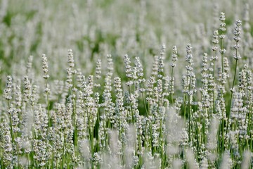 《美郷町のラベンダー園》秋田県美郷町