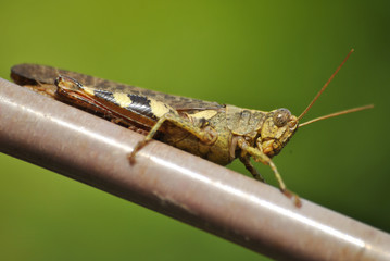 Macro photo of a grasshopper perched on a metal rod, showcasing its detailed features against a vivid green background
