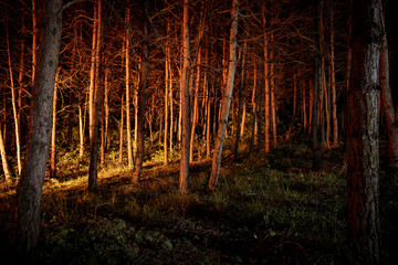 magical lights sparkling in mysterious forest at night. Pine forest with strange light