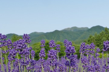 Obraz premium 《美郷町のラベンダー園》秋田県美郷町