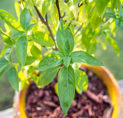 Backlit green basil leaves in pot