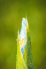 fresh morning dew drops on green grass, spring macro nature background, close up of water droplets on grass