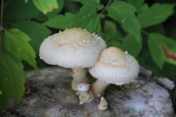 Wild Mushrooms, Gold Bar Park, Edmonton, Alberta