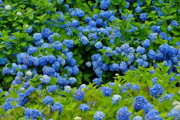 雲昌寺（あじさい寺）秋田県男鹿市