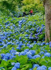 雲昌寺（あじさい寺）秋田県男鹿市