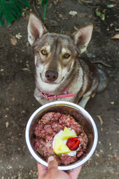 Husky wolf dog sitting and looking at camera with her plate of natural raw barf diet food