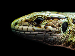 Lacerta Agilis Sand Lizard Reptile Animal Macro Portrait Isolated on Black Background