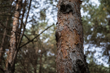Bark of Pine Tree close up. Beautiful pine forest at summer time.
