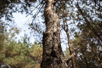 Fototapeta na wymiar Bark of Pine Tree close up. Beautiful pine forest at summer time.