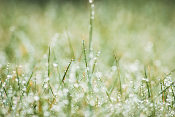 fresh morning dew drops on green grass, spring macro nature background, close up of water droplets on grass