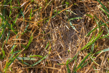 Spider web in dead grass