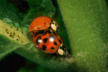 Asian ladybird beetles (Harmonica axyridis) mating on common milkweed plant. Female will lay her...