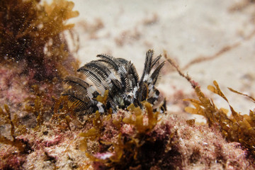 Black underwater fern on a coral reef