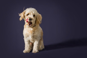 Portrait of happy maltese french poodle mix smiling at camera