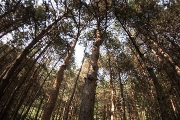 Forest landscape.Beautiful forest nature. Tall old pine trees. Summer sunny day.