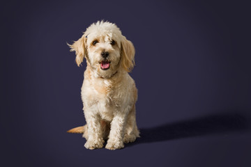 portrait of cute maltese french poodle mix looking at camera