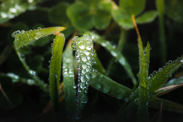 fresh morning dew drops on green grass, spring macro nature background, close up of water droplets on grass