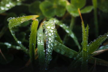 fresh morning dew drops on green grass, spring macro nature background, close up of water droplets on grass