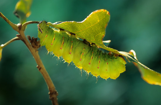 Larva (caterpillar) Of Luna Moth (Actias Luna) In Resting Pose, Backlit. One Of The Giant Silkworm Moths.