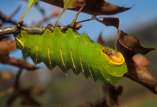 Larva (caterpillar) Of The Luna Moth (Actias Luna), One Of The Giant Silkworm Moths, In Resting Pose.