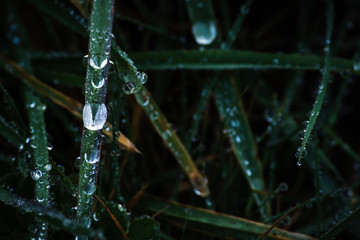 fresh morning dew drops on green grass, spring macro nature background, close up of water droplets on grass