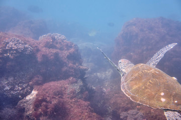 Portrait of a green sea turtle swimming with divers on East Coast of Australia