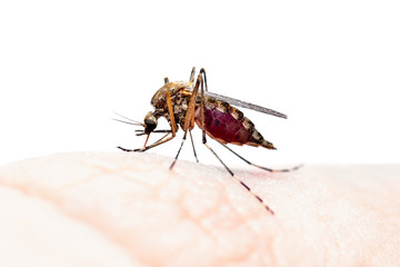 Encephalitis, Yellow Fever, Mayaro, Malaria Disease or Zika Virus Infected Culex Mosquito Parasite Insect Isolated on White Background
