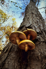 Mushrooms (species undetermined) growing on tree trunk in autumn. Northern Virginia, U.S.A.